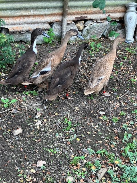 runner ducks 2